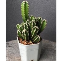 ราคา คอนโดนางฟ้าจิ๋ว แคคตัส กระบองเพชร (12915495017)