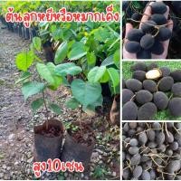 ราคา ต้นลูกหยีหรือหมากเค็ง ต้นเล็กถุงเล็กนะครับ (29277236644)
