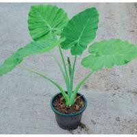 ราคา ต้นคูณ(อ้อดิบ) ก้านใช้แกงได้จ้า ต้น 10 บ.(ขั้นต่ำ5 ต้น)แบบแยกหน่อตัดใบ (5968309332)