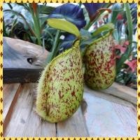 ราคา ต้นหม้อข้าวหม้อแกงลิง ต้นไม้กินแมลง (27272960226)