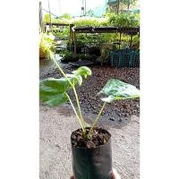 ราคา ต้นพันธุ์ ถั่วครก หรือ ถั่วขอ ถุงดำพร้อมปลูก 39 บาท หัวครก ถั่วมะขาม Velvet Bean ปลูกง่าย (27722387613)