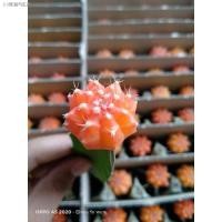 ราคา ▥แคคตัส ยิมโนหัวสี (8372227816)