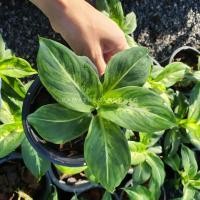 ราคา สาวน้อยปะแป้ง มาในกระถางพร้อมตั้ง (13536166662)