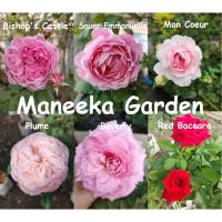 ราคา ต้นกุหลาบบิชอปคาสเซิล,ชัวร์เอมมานูเอล,มองเคอร์,พลูม,เรดบัคคาร่า และสีอื่นๆพุ่มสวยๆติดดอกทุกต้น(ส่งภายใน 1-3 วัน) (12798563451)