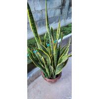 ราคา ต้นลิ้นมังกร ต้นไม้มงคล#ช่วยฟอกอากาศ#ปลูกในห้องนอน (4979367412)