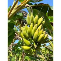 ราคา กล้วยหักมุกทอง หน่อกล้วยหักมุกทอง (21106801135)