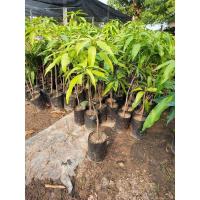 ราคา ต้นมะม่วงเขียวเสวย เสียบยอด (18178931288)