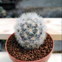 ราคา Mammillaria​ camene แมมคามิเน่ขาว (7441216268)
