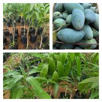 ราคา ต้นมะม่วงเขียวเสวยแบบเสียบยอดขนาด 60-80 เซนติเมตร (5784790939)