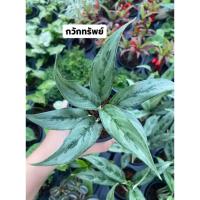 ราคา ต้นกวักทรัพย์(เสริมโชค)ส่งพร้อมกระถาง (42125692217)