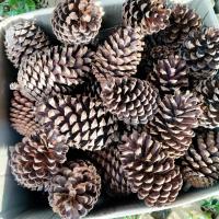 ราคา ลูกสน ลูกใหญ่ พร๊อบถ่ายรูป แต่งสถานที่ ลับฟันสัตว์ ลูกสนใหญ่ ของแต่งห้อง pine cones ลูกสนแห้ง (12728514280)