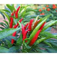 ราคา เมล็ดพันธุ์ พริกขี้หนูชี้ฟ้า แดงจินดา ปลูกง่าย เมล็ดดก ชุดละ 200 เมล็ด (24480408140)