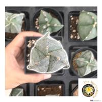 ราคา 3 พู แคคตัส กระบองเพชร ราคาถูก มายริโอสติ๊กม่า Astrophytum Myriostigma (19115826916)