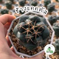 ราคา A Little cactus| แคคตัส กระบองเพชร ช้างแคคตัส (19100684139)