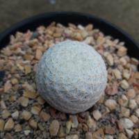 ราคา Cake Cactus Farm กระบองเพชร Mammillaria herrere แมมมิลลาเรีย เฮอเรเร่ (2344958928)