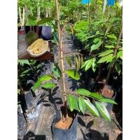 ราคา ต้นทุเรียนมูซังคิง สุดยอดทุเรียน พันธุ์แท้100% (4092533937)