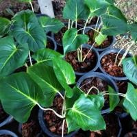 ราคา ว่านมหาเสน่ห์เมตตามนิยม.. สเน่ห์​จันทร์​ขาว​ (6696987108)