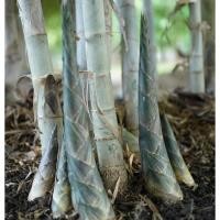 ราคา ต้นพันธุ์ ไผ่รวก ไผ่รวกหวาน ไผ่รวก (ลําใหญ่) ถุงดำพร้อมปลูก 99บาท ไผ่รวก ไม้รวก รวก ไผ่รวกหางช้าง ไผ่ใช้ลำ (24384390745)