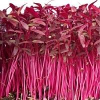 ราคา 200 เมล็ด เมล็ดพันธุ์ผัก ต้นอ่อนผักโขมแดง red amaranth microgreen seeds (26642544883)