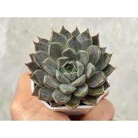 ราคา Echeveria Roman กุหลาบหิน ไม้อวบน้ำ จัดสวนถาด ขนาด 2 นิ้ว (27455187764)