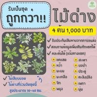ราคา ไม้ด่าง(ชุด4ต้น 1,000฿) สูง 30~ 60 ซม. คละได้ แคแสด,หว้า,มะยม,มะเกลือ,จิก,พยุง,ยอป่า,เพกา,ประดู่,ตะลิงปลิง,สะเดา,นุ่น (22735758285)