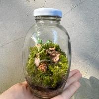 ราคา Terrarium สวนขวดระบบปิด ต้นไม้จริง (28870911220)