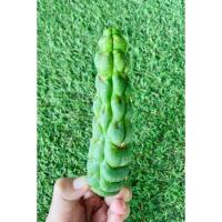ราคา เกลียวสวาท Eulychnia castanea spiralis(ไม่มีราก)แคคตัสหายาก‼️น่าสะสม (18034513330)