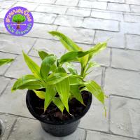 ราคา ต้นไผ่กวนอิม กระถาง 5 นิ้ว (20889936124)