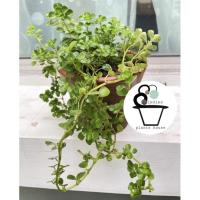 ราคา ต้นสร้อยเงินสร้อยทองต้นไม้ประดับ (10594441806)