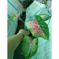 ราคา บอนสีขุนไกรcaladiumm (20744780837)