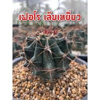 ราคา เฟอโร เล็บเหยี่ยว แคคตัส (18095756725)