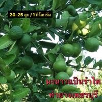 ราคา มะนาวแป้นรำไพ ท่ายาง เพชรบุรี เก็บสดจากสวนจากไร่ ปลอดสาร เปลือกบาง น้ำเยอะ น้ำดี สินค้าคละไซส์ พร้อมส่ง (43856438009)