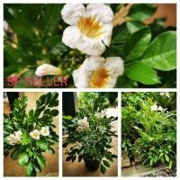 ราคา ต้นปีบยูนาน​ (กระถาง​ 9​ นิ้ว)​ (10937805980)