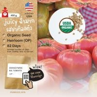 ราคา เมล็ดผักนำเข้า มะเขือเทศ ลูกใหญ่ Red Brandywine (Organic Seed) Beefsteak Tomato บีฟสเต็ก Heirloom (21336901245)