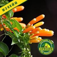 ราคา ต้นพวงแสด ดอกพวงแสด ไม้เลื้อยดอกสวย (3438943745)