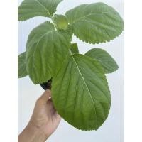 ราคา ต้นโอบะ หรือใบโอบะ /ใบงาญี่ปุ่น/ใบงาเกาหลี (21612370109)