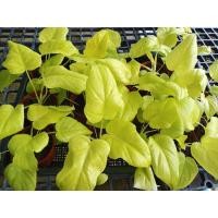 ราคา ฟิโลใบมะละกอ ใบผักชี สีทอง Philodendron warscewiczii ขนาดเล็ก (11963217845)