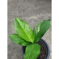 ราคา เศรษฐีวินสันด่าง *ส่งต้นในภาพเลย* (12750565115)