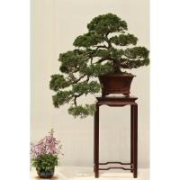 ราคา สนจูนิเปอร์ เมล็ดพันธุ์ บอนไซ เมล็ดสน พันธุ์สน ต้นสน (13168193915)