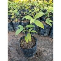 ราคา ต้นหอมหมื่นลี้ ดอกสีขาวนวล แบบชำกิ่ง (6753641538)