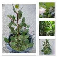 ราคา ต้นลำแพน ไม้หายาก ไม้มงคล ไม้น้ำ (กระถาง10’‘) (26933884387)