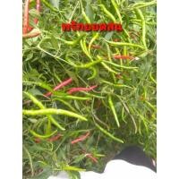 ราคา จำนวน300 เม็ด/ซอง (ซื้อ 3แถม1) เมล็ดพันธุ์พริกยอดสน พริกยาว ผลดก (มีคุ่มือการเพาะปลูก) (25878106143)