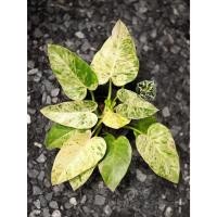ราคา Philodendron Giganteum Variegated ฟิโลเดนดรอนหูช้าง ด่างขาว (42867385894)