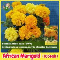 ราคา เมล็ดพันธุ์ ดาวเรือง F1 เมล็ดดอกดาวเรือง บรรจุ 10 เมล็ด Marigold Seeds Flower Seeds for Gardening เมล็ดพันธุ์ดอกดาวเรือง (26233965253)