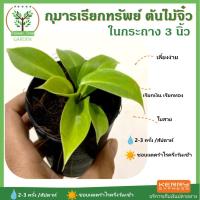 ราคา ต้นกุมารเรียกทรัพย์ ในกระถาง ขนาด3นิ้ว ไม้มงคล พร้อมกระถางฟรี ต้นสูง 5-7 ซม.วางบนโต๊ะทำงานได้ (3879608448)