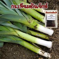 ราคา เมล็ดพันธุ์ กระเทียมต้นฝรั่ง กระเทียมต้นยักษ์ (Leek) เมล็ดกระเทียมต้น 40-100 เมล็ด [ซื้อ 10 แถม 1 คละได้] (23107846385)