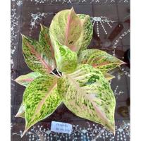 ราคา ลูกไม้ชมพูต้นใหญ่ กระถาง 11 นิ้ว อโกลนีมา ไม้มงคล ไม้สวย (15464972568)