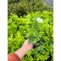 ราคา ต้นแก้ว ต้นแก้วโบราณ (ส่งฟรีทักแชท) ดอกแก้วไทย แก้วไทย ขั้นต่ำ 10 ต้น พร้อมส่ง (29056232546)