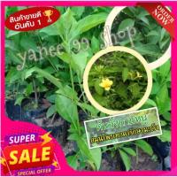 ราคา ต้นอังกาบหนู ดอกสีเหลือง สมุนไพรพื้นบ้าน ช่วยรักษามะเร็งให้หายขาดได้ มีหนามคมรากออกเต็มสามารถนำไปปลูกลงดินได้เลย (1 ต้ (5088106304)