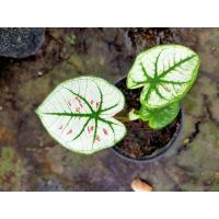 ราคา บอนสีไทยนิยมในกระถาง4นิ้ว (12145283088)